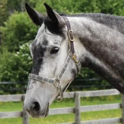 5A Baker Breakaway Halter W/ Leather Crown