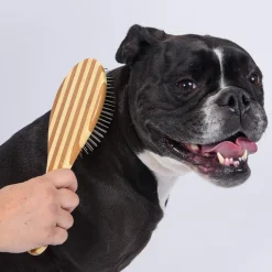 Bass Hybrid Groomer