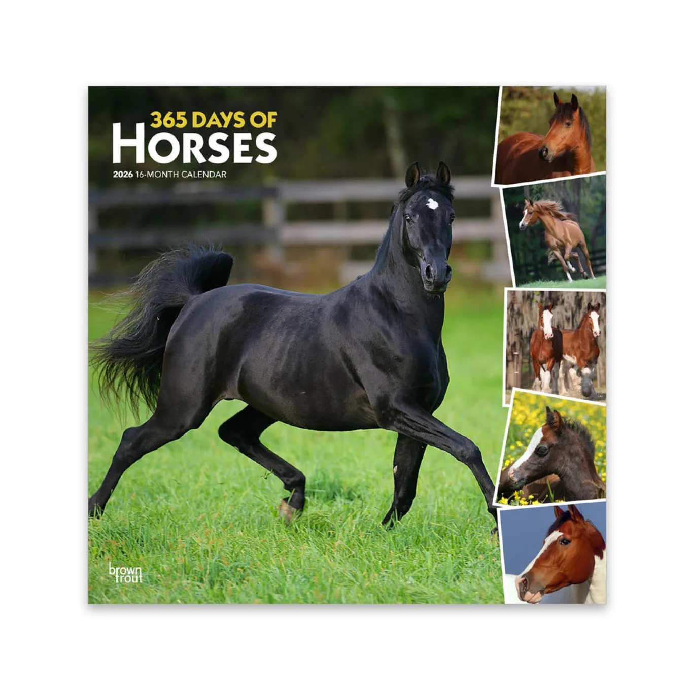BrownTrout 365 Days of Horses 2026 Square Calendar