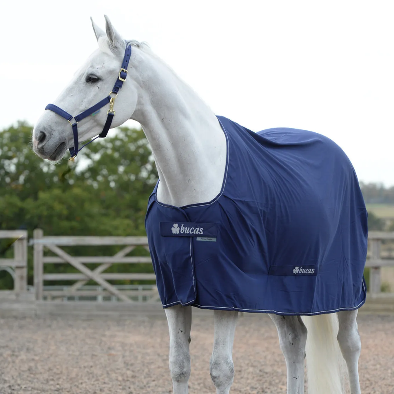 Bucas Pony Power Cooler