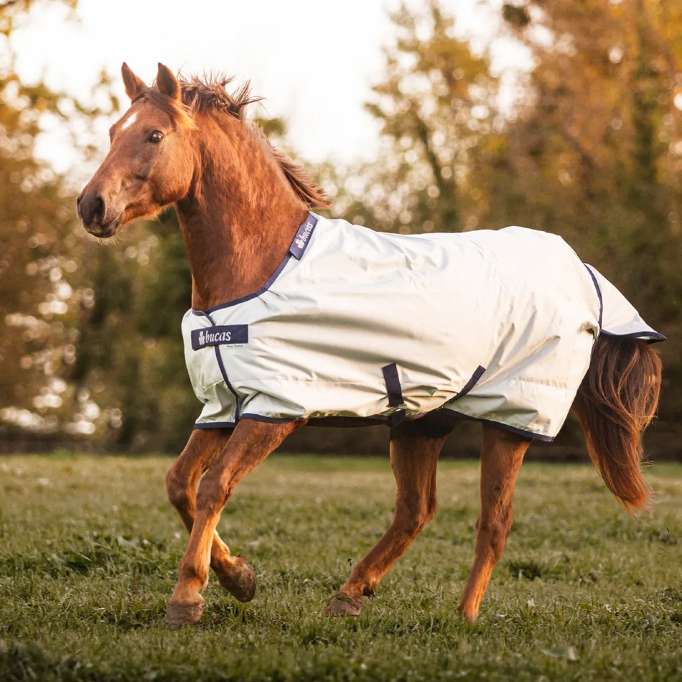 Bucas Power Turnout Blanket 0 g