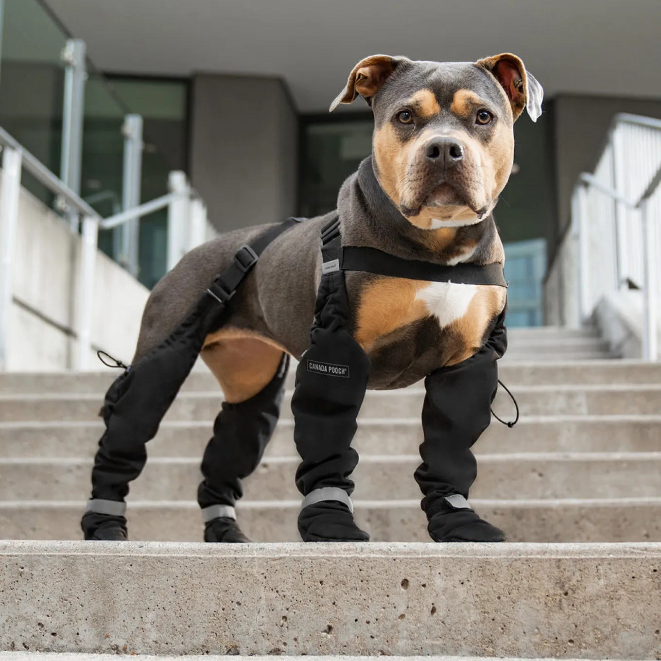 Canada Pooch Suspender Boots - Size 1 Short