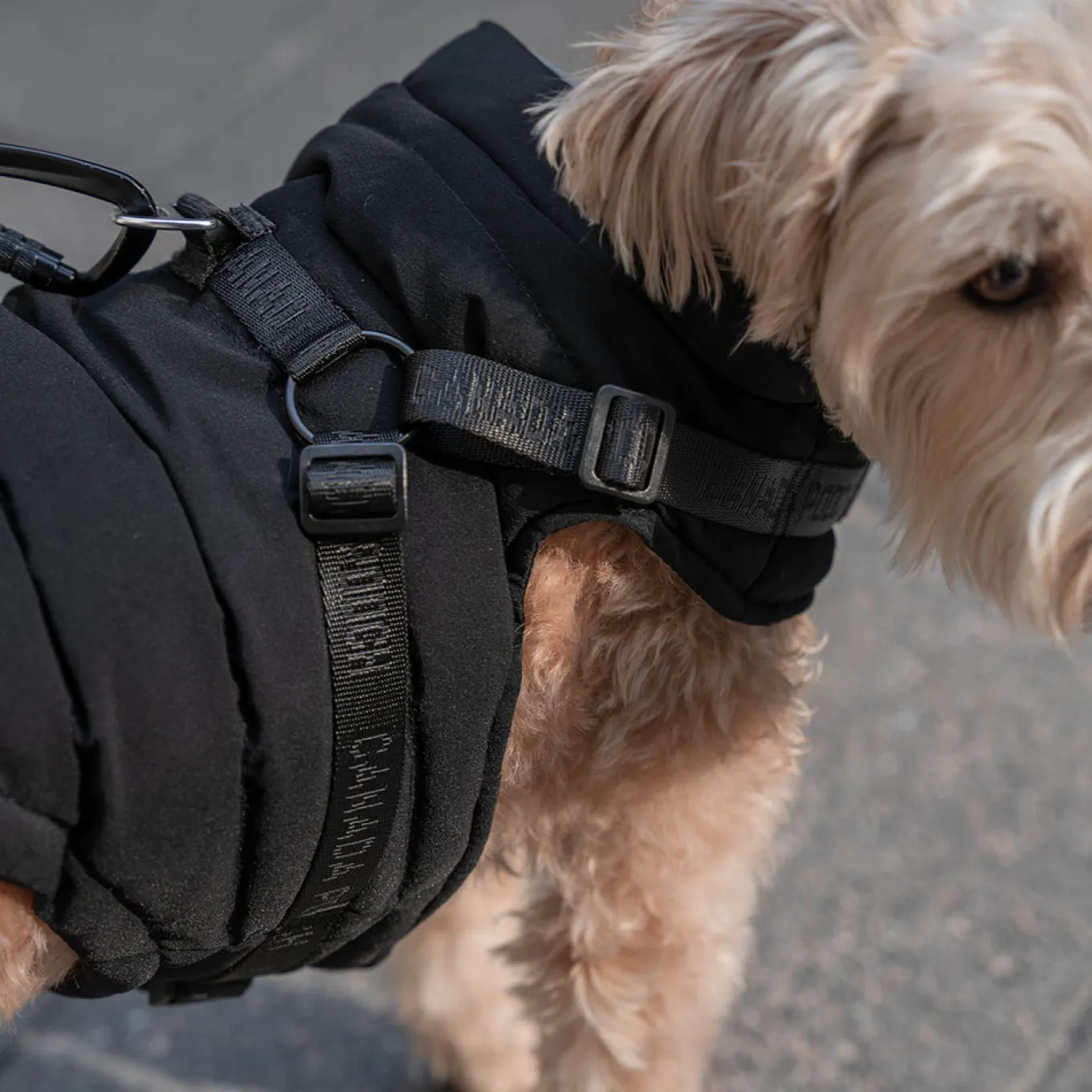 Canada Pooch The Harness Puffer