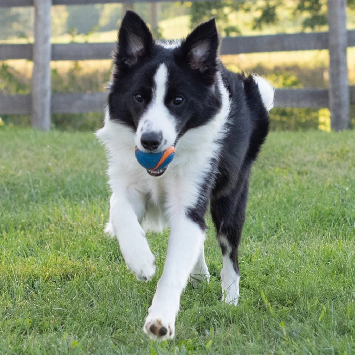 Chuckit! Ultra Squeaker Ball Medium