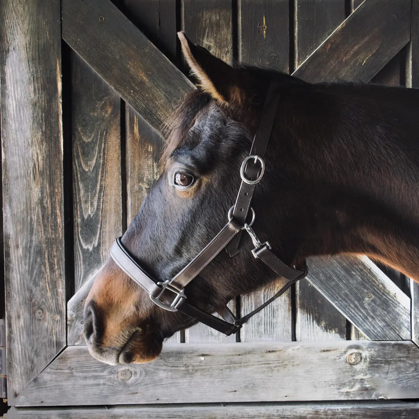 Everyday Essential Leather Halter
