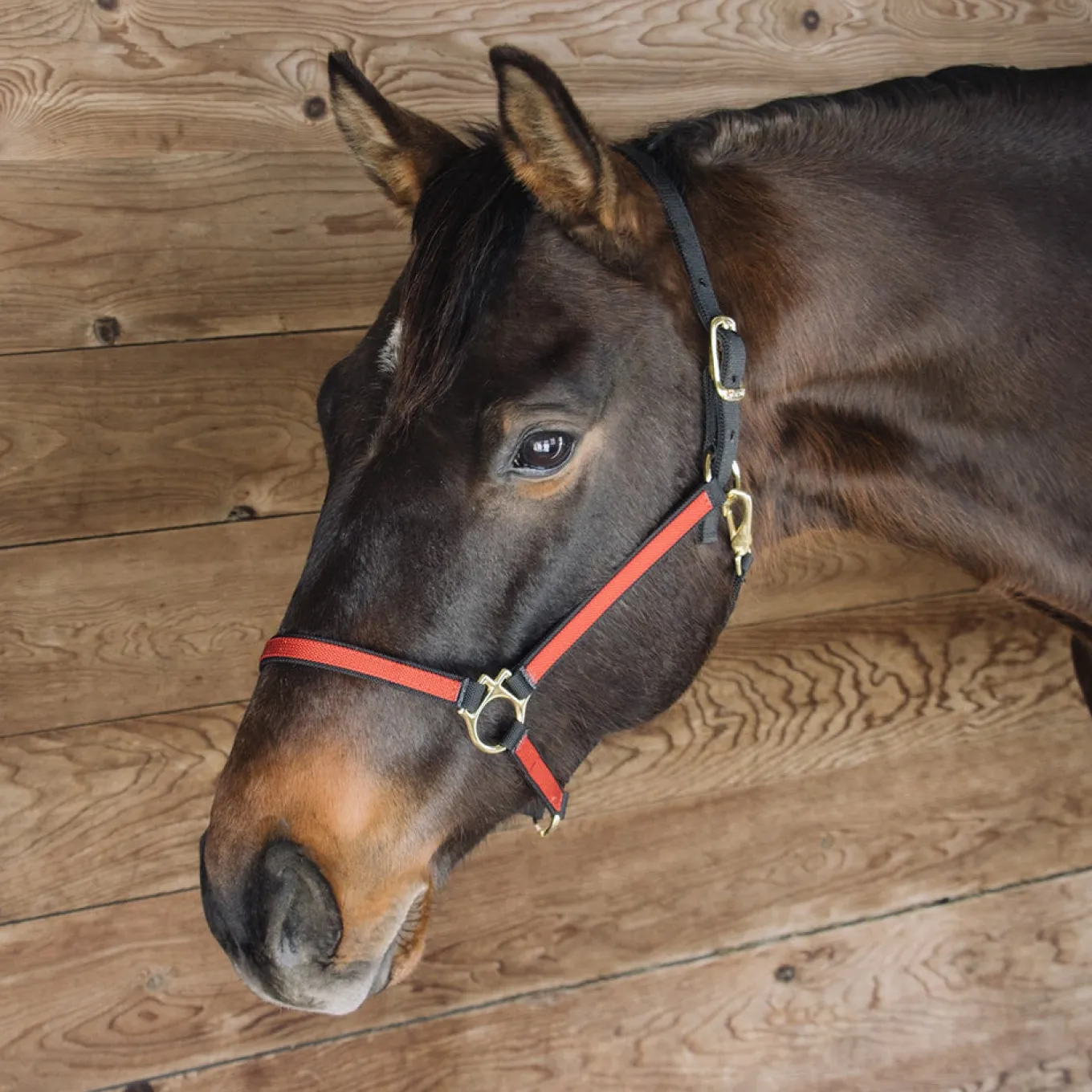 Extreme Two Tone Nylon Halter