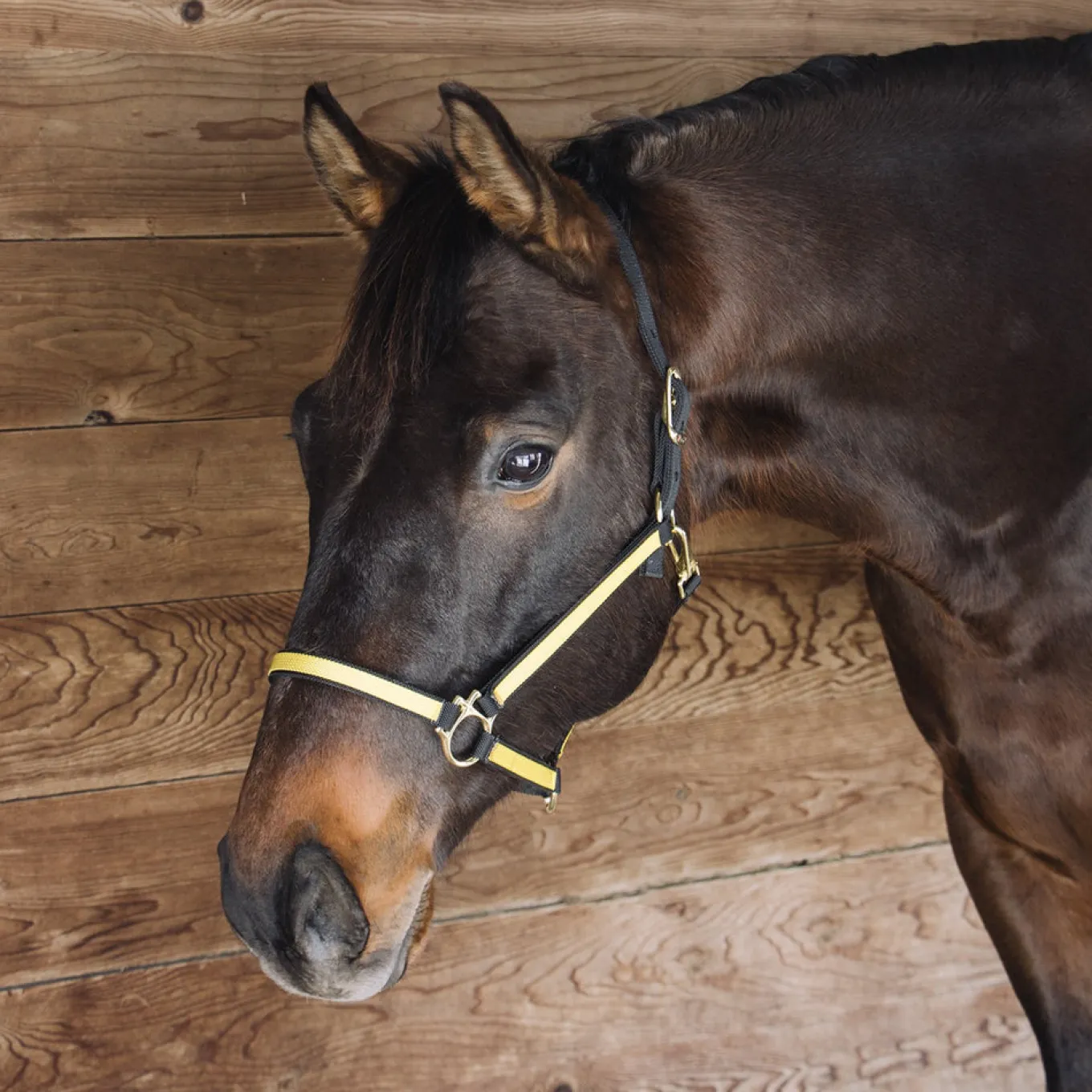 Extreme Two Tone Nylon Halter