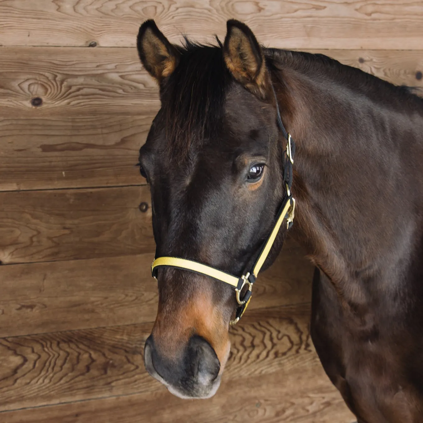 Extreme Two Tone Nylon Halter
