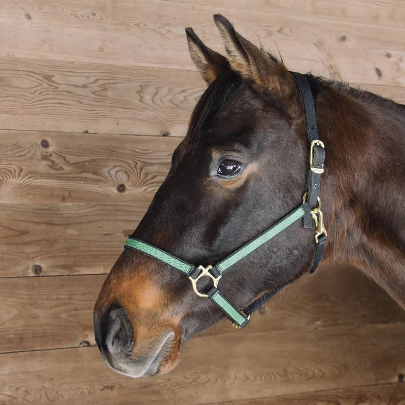 Extreme Two Tone Nylon Halter