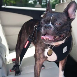 EZydog Click N Go Adjustable Car Restraint