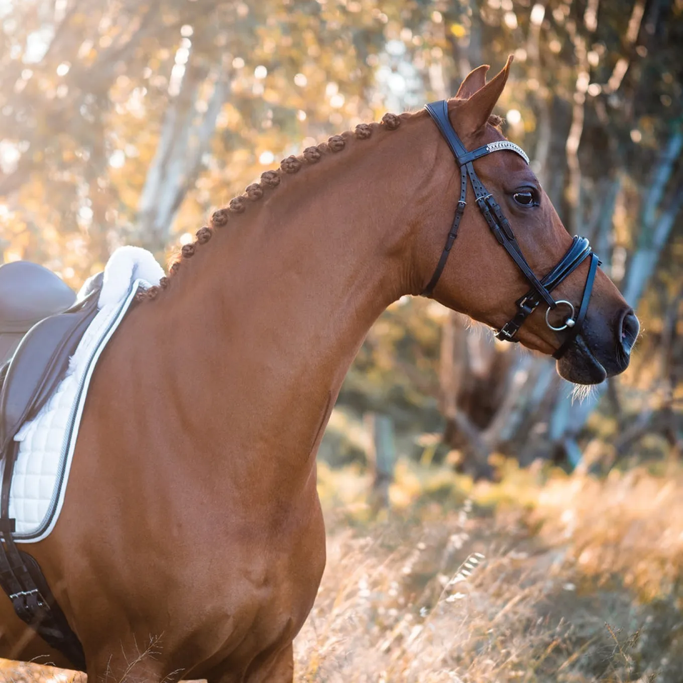 FFE Couture Patent Dressage Snaffle Bridle