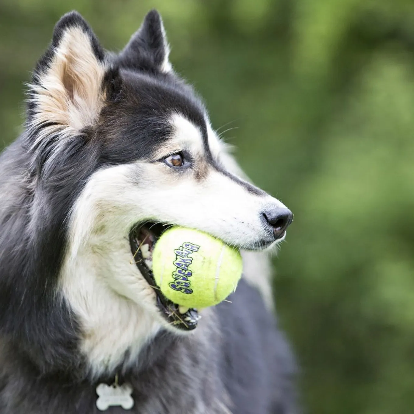Kong Airdog SqueakAir Ball Medium - 3 Pack