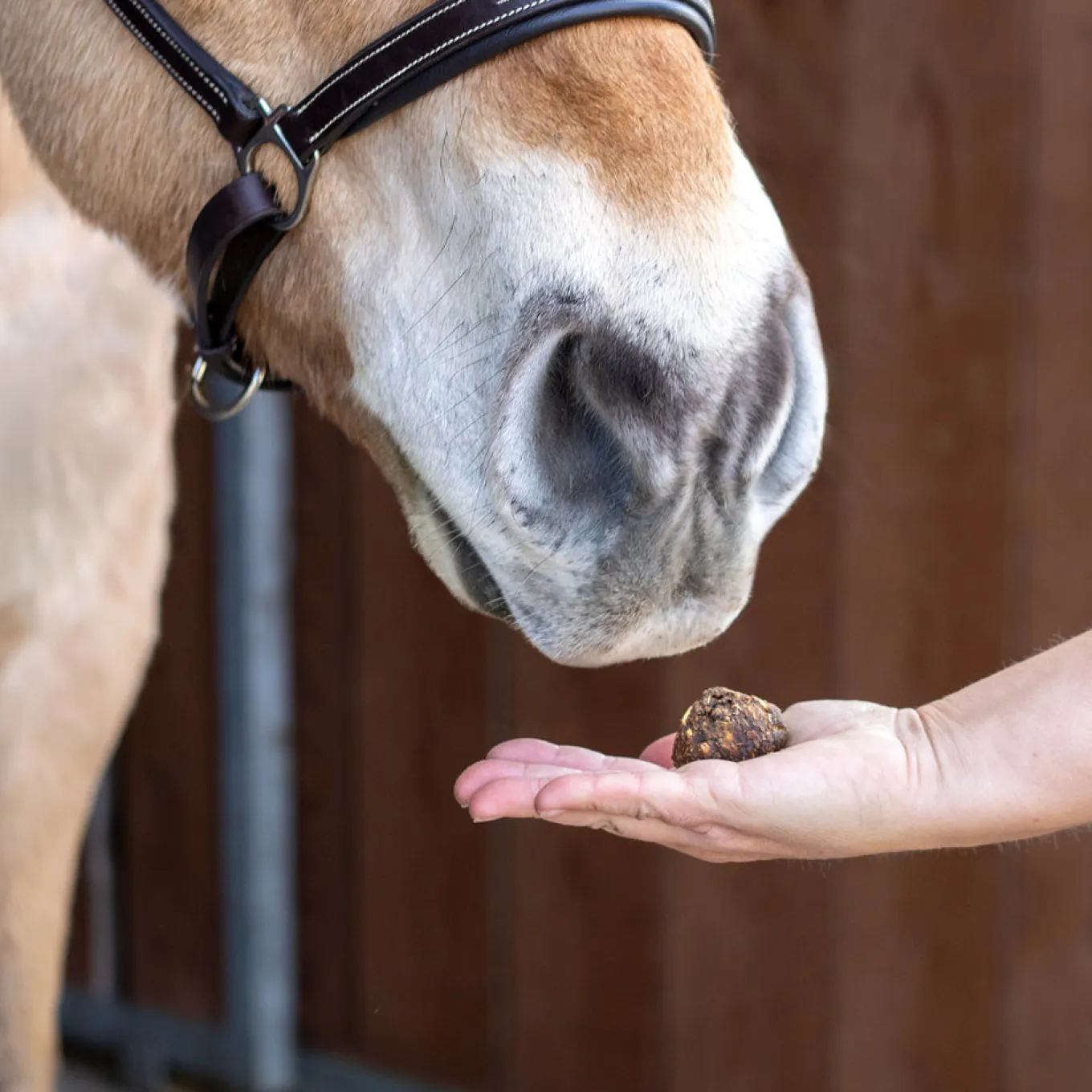 Nickers Original Muffins Horse Treats