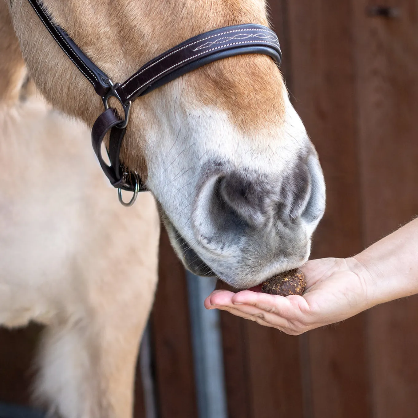 Nickers Original Muffins Horse Treats