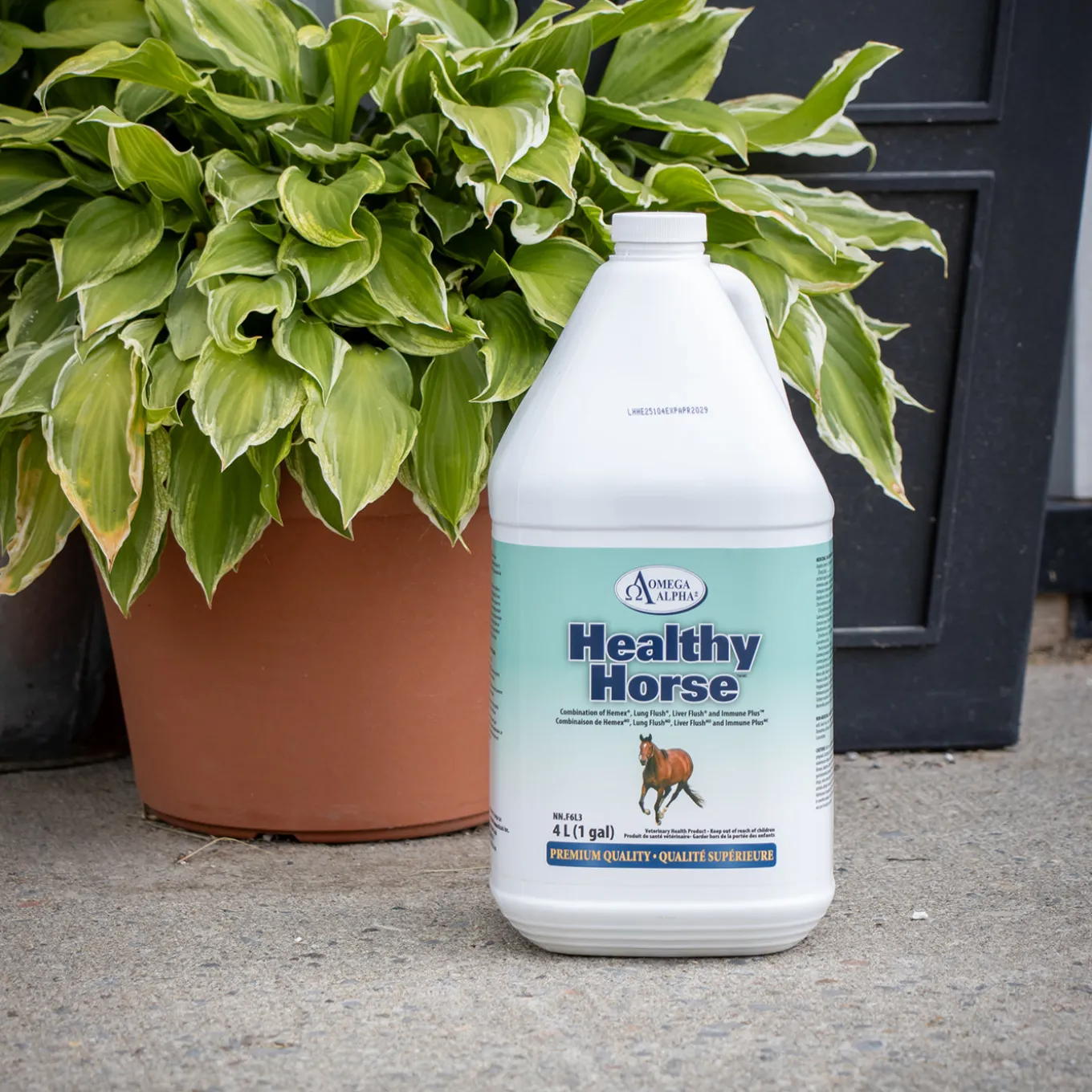 Omega Alpha Healthy Horse 4 L