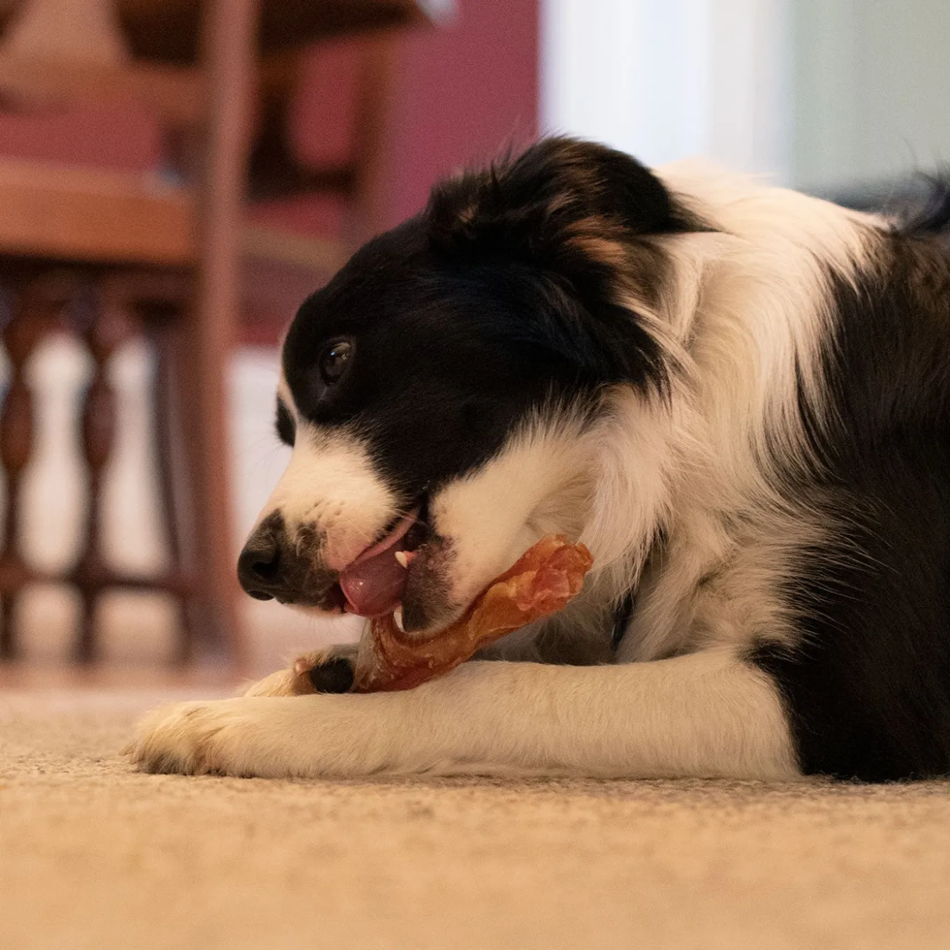 Open Range Beef Tendon Dog Chew 12 cm