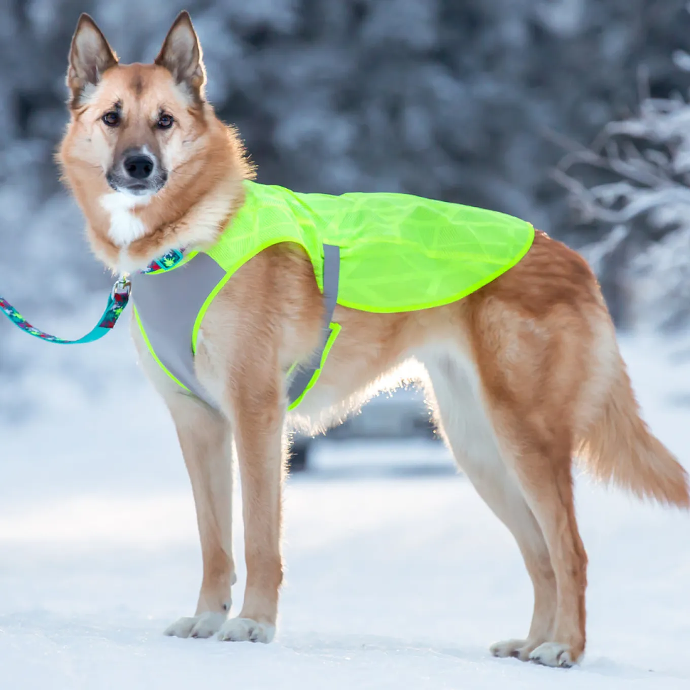 RC Pet Luna Hi-Vis Vest