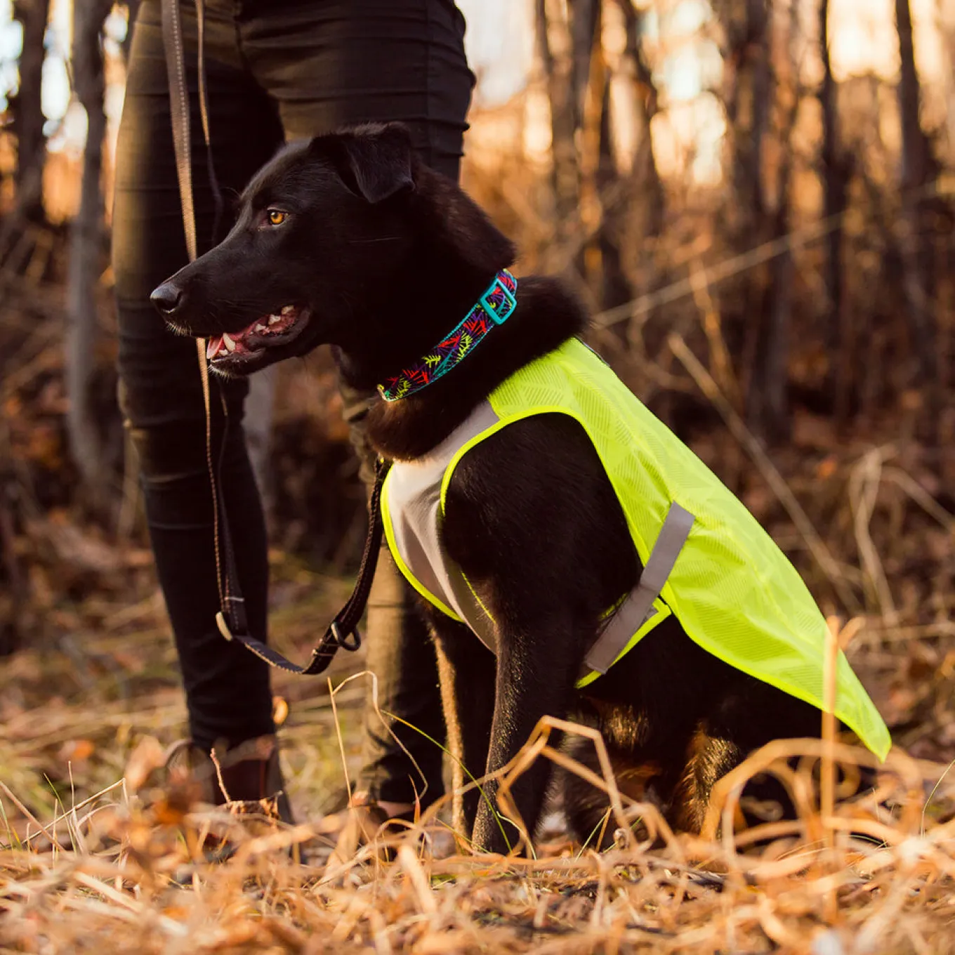 RC Pet Luna Hi-Vis Vest