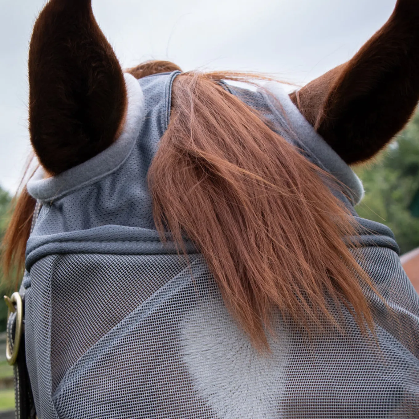Shedrow Fly Mask