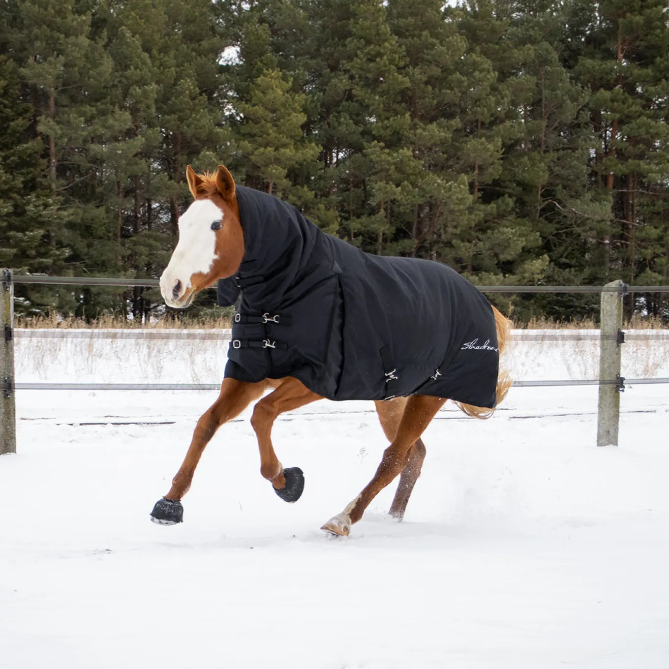 Shedrow Full Neck Turnout Blanket 300 g