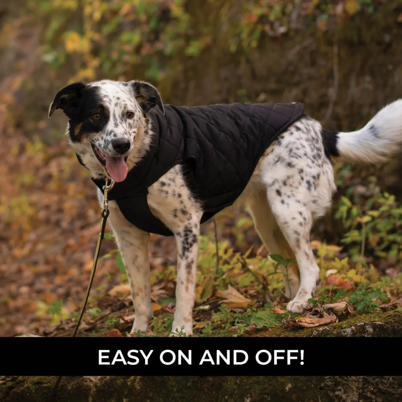Shedrow K9 Brentwood Quilted Dog Coat