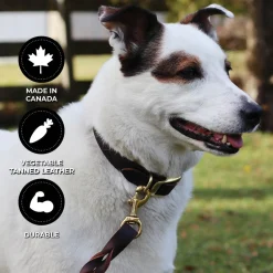 Shedrow K9 Bristol II Flat Leather Collar