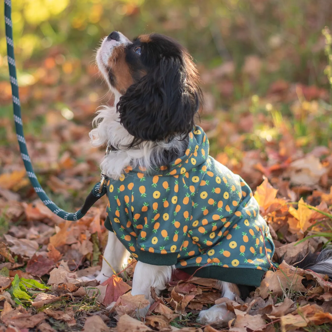 Shedrow K9 Canmore Dog Hoodie
