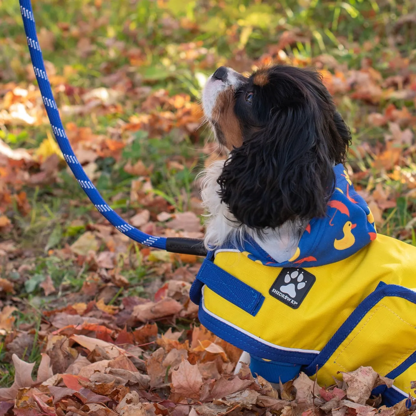 Shedrow K9 Harbour Rain Coat