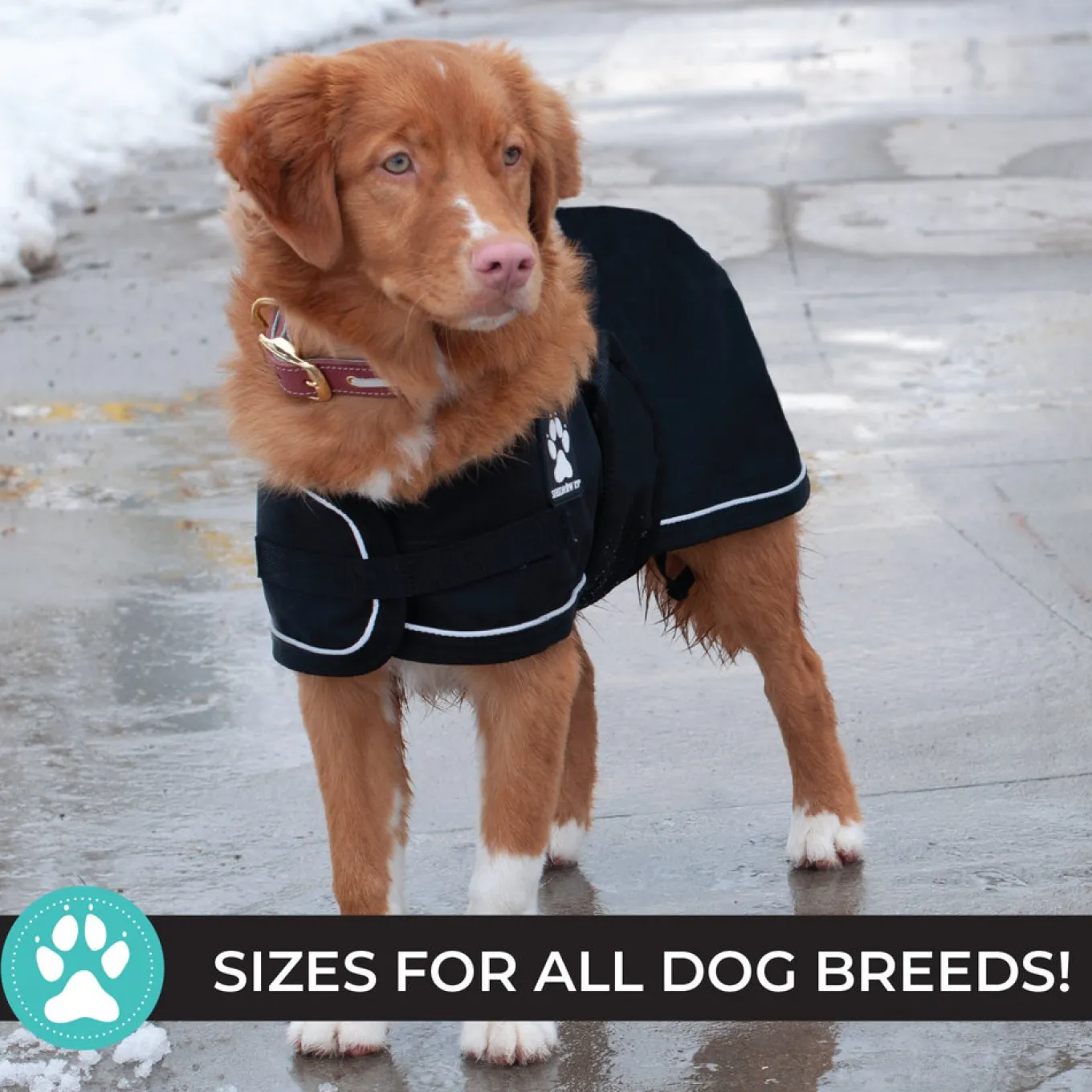Shedrow K9 Harbour Rain Coat