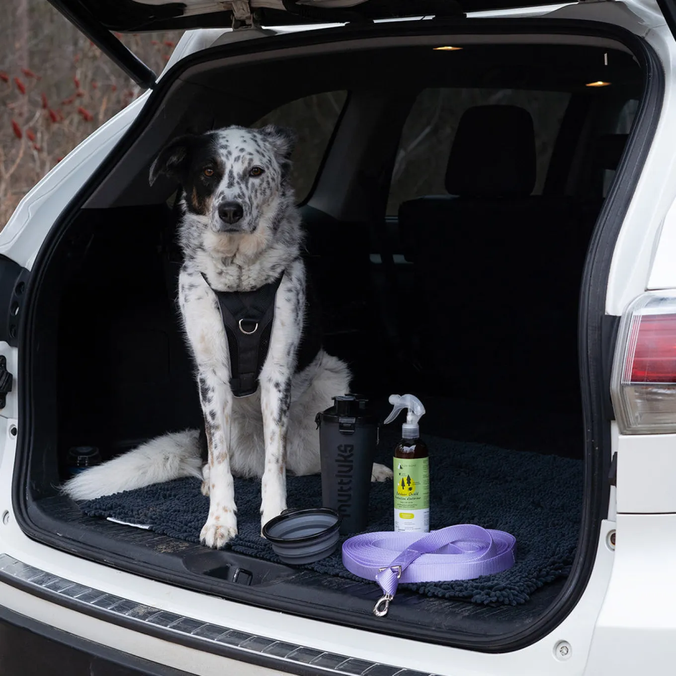 Shedrow K9 Long Lead 9 m