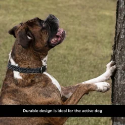 Shedrow K9 Rideau Braided Rope & Leather Collar