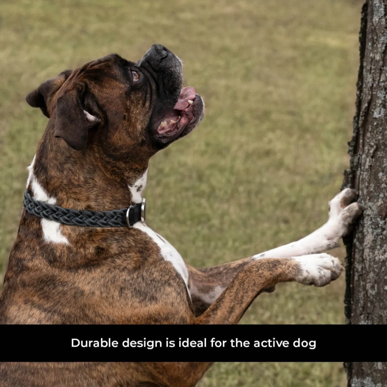 Shedrow K9 Rideau Braided Rope & Leather Collar