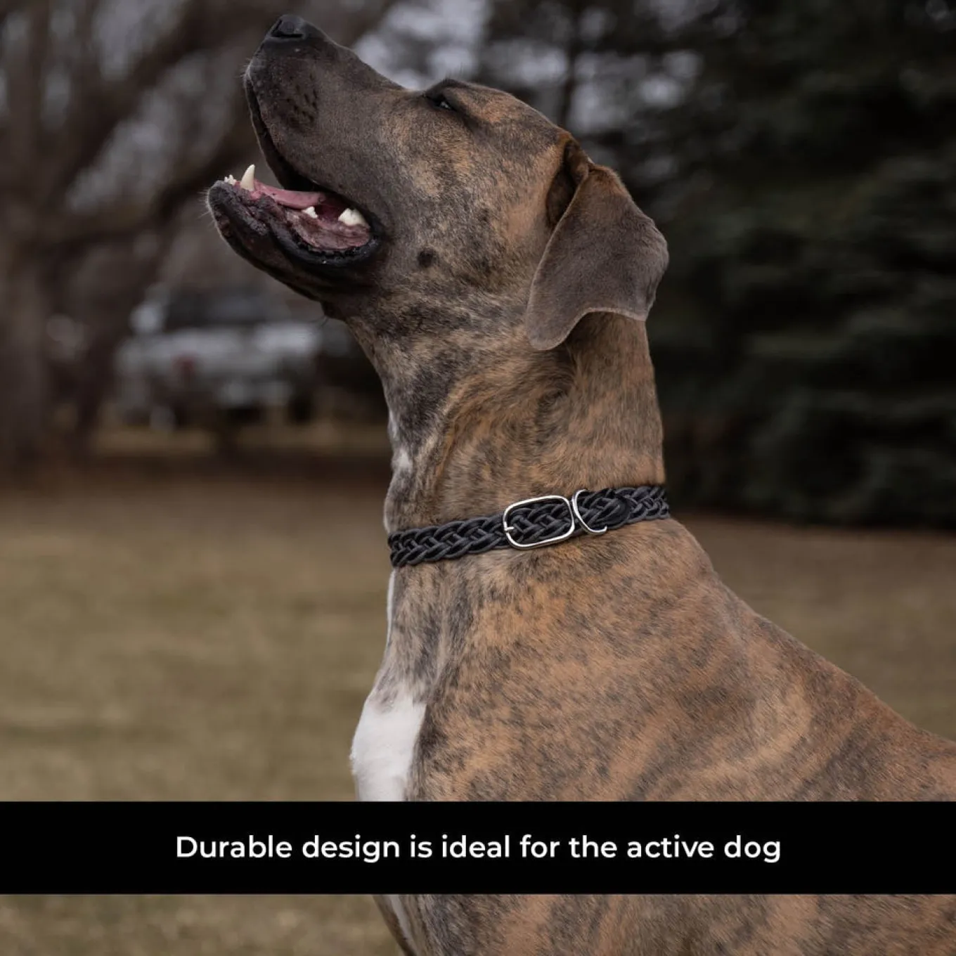 Shedrow K9 Rideau Braided Rope & Leather Collar