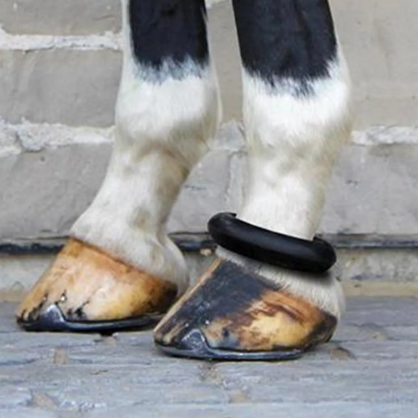Supra Fetlock Ring