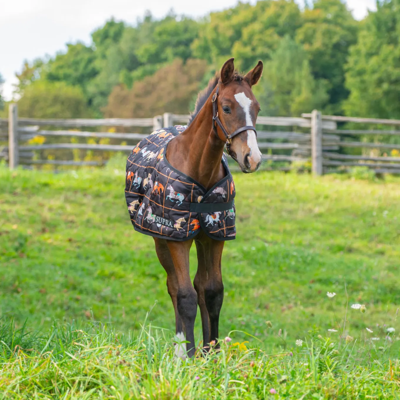 Supra Foal Blanket 300 g