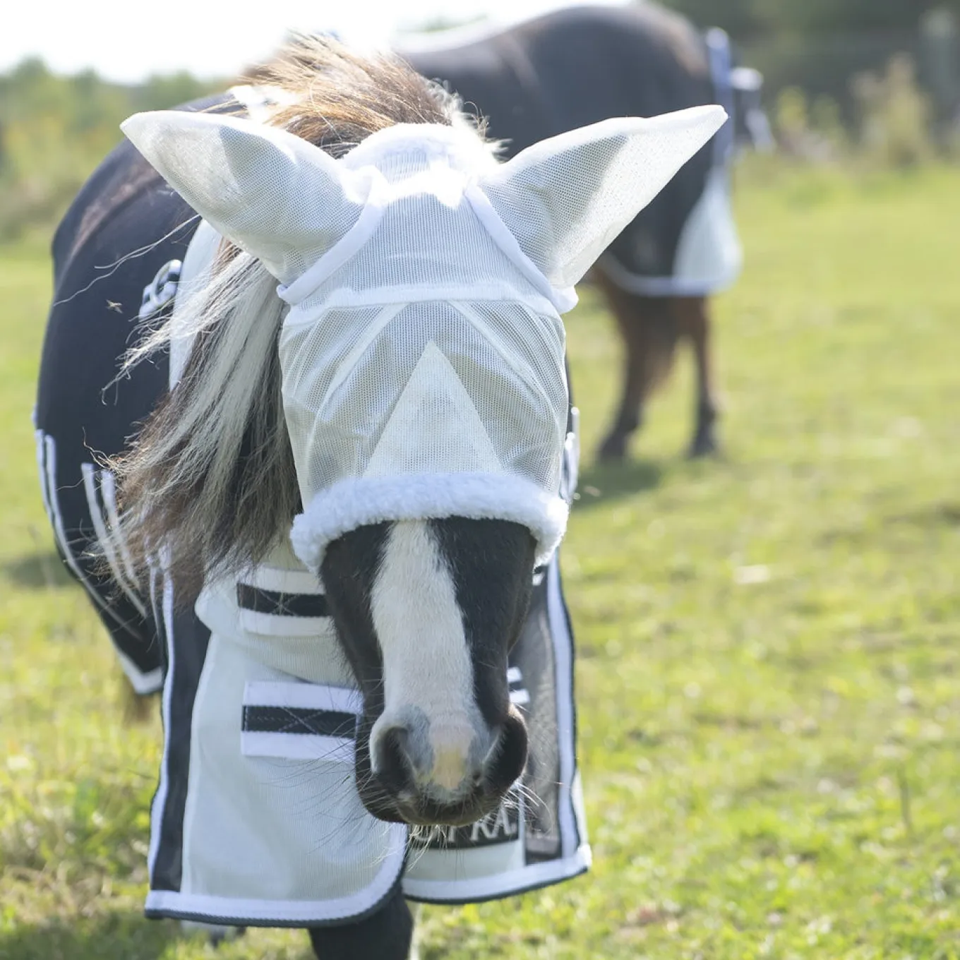 Supra Miniature Fly Sheet W/ Belly Band & Fly Mask