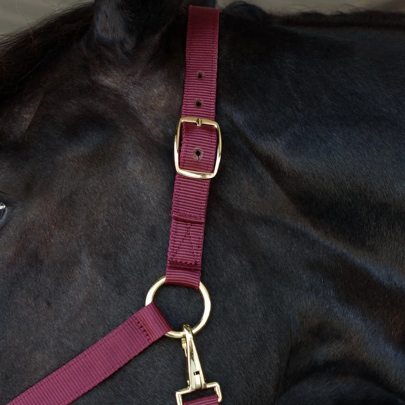 Supra Stable Halter