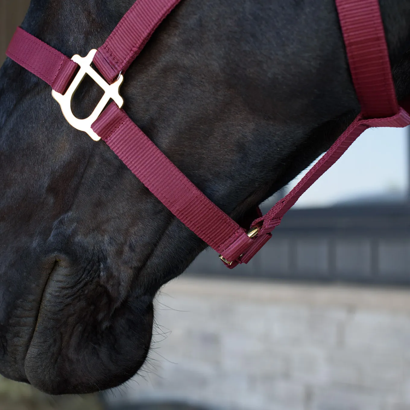 Supra Stable Halter