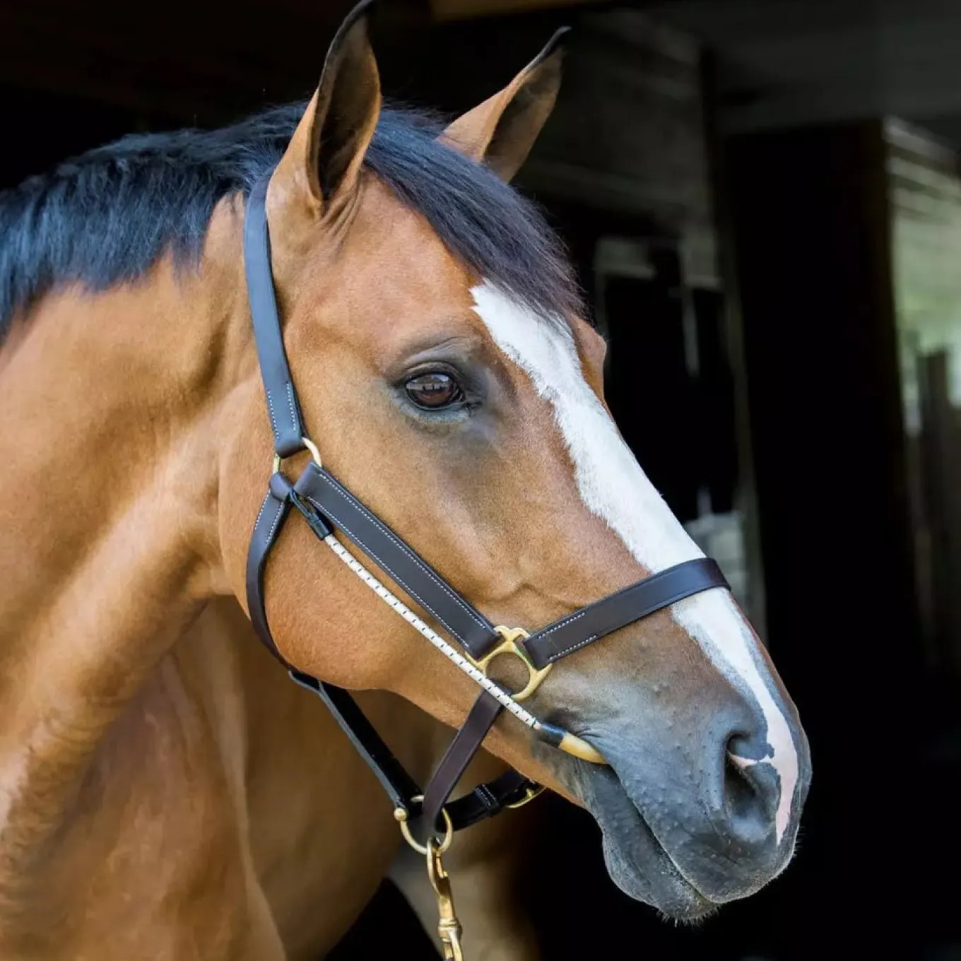 ThinLine Halter Busy Buddy
