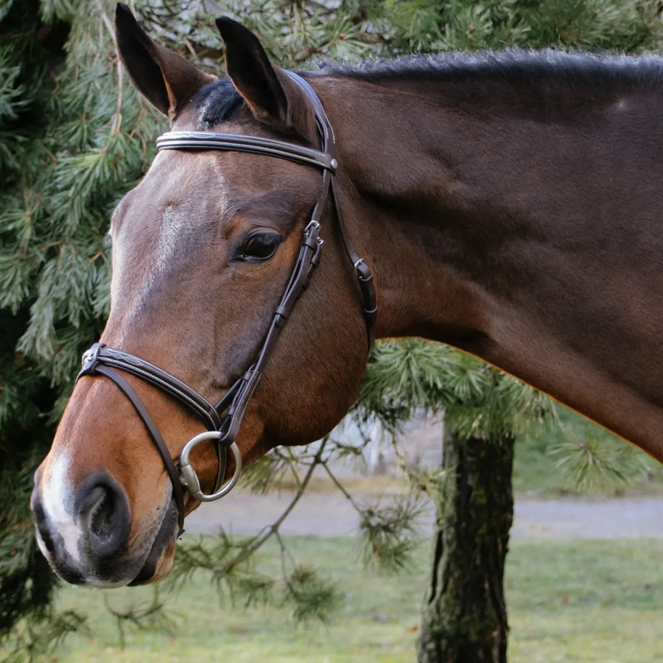 Val du Bois Padded Fancy Stitched Bridle W/ Removable Flash